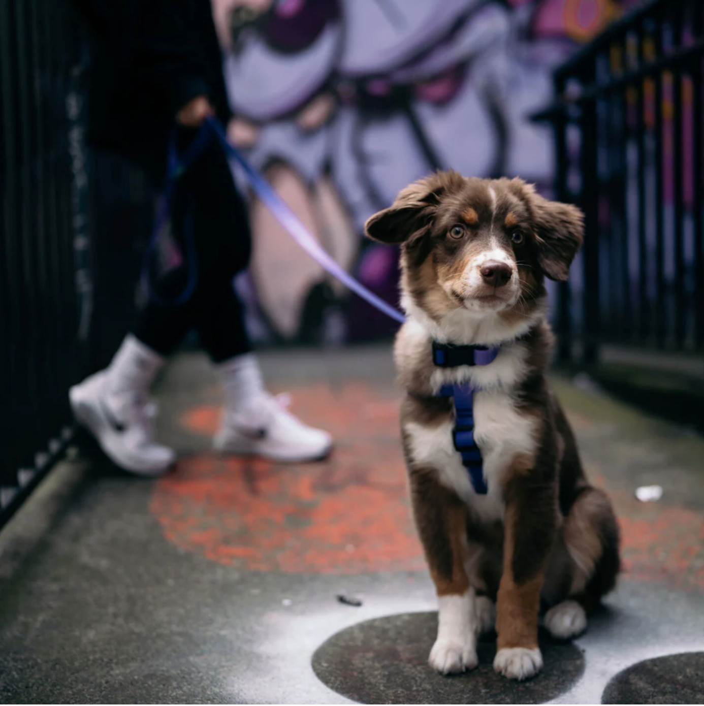 Leashes