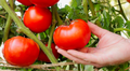Beefsteak Tomato Plant