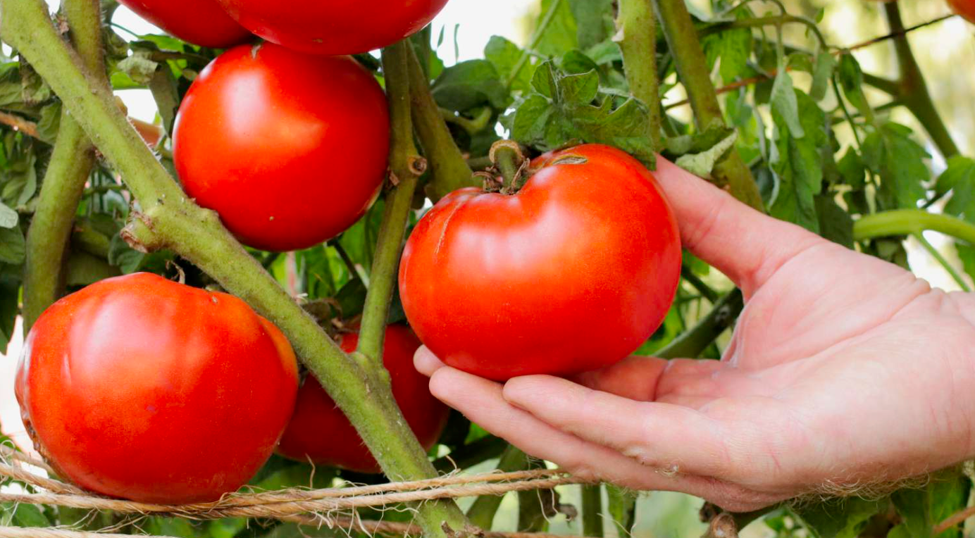 Beefsteak Tomato Plant
