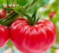 Brandywine Tomato Plant