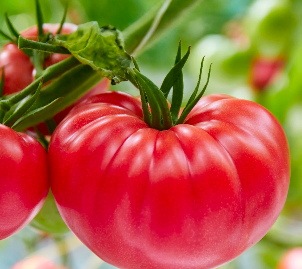Brandywine Tomato Plant