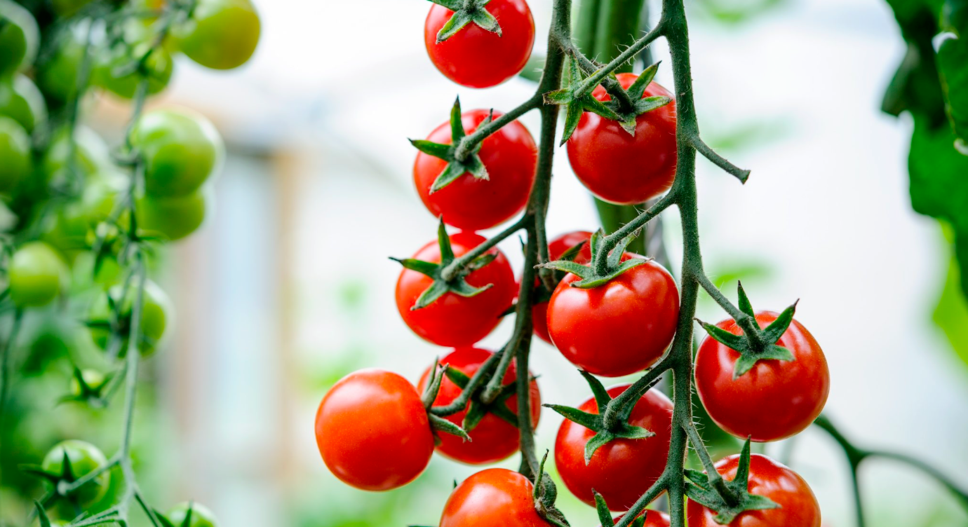 Cherry Tomato Plant