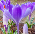 Crocus