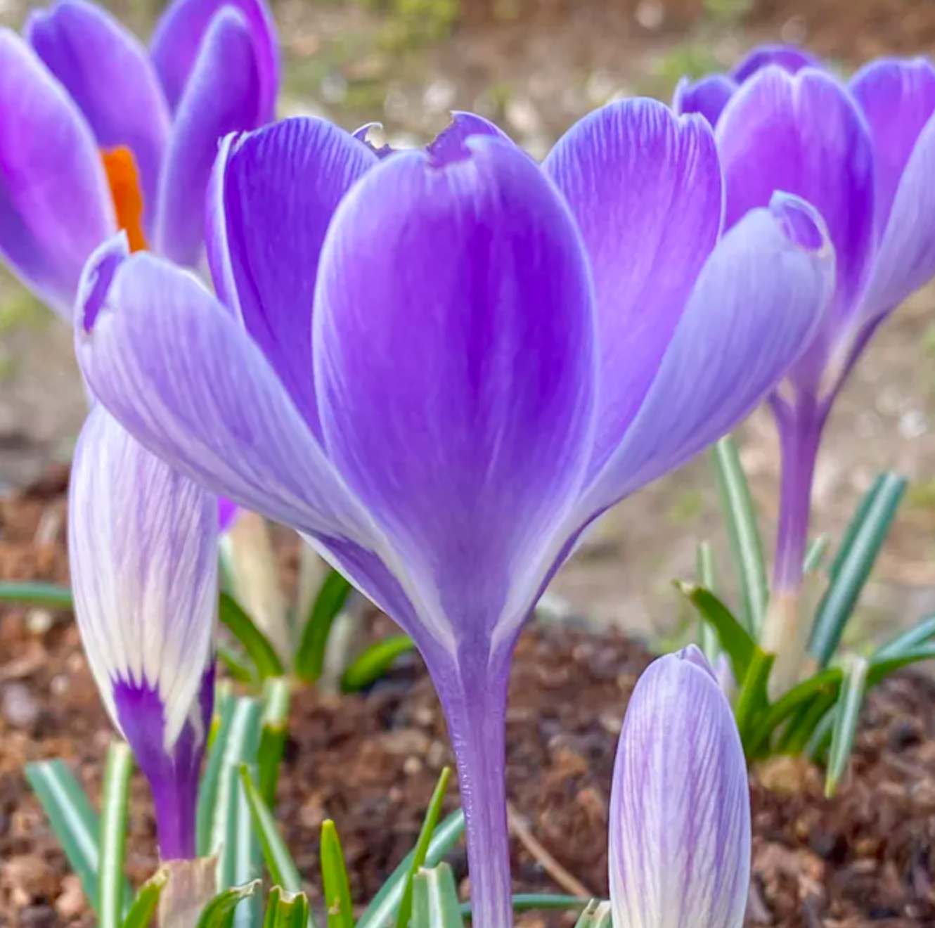 Crocus