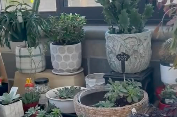 House Plant