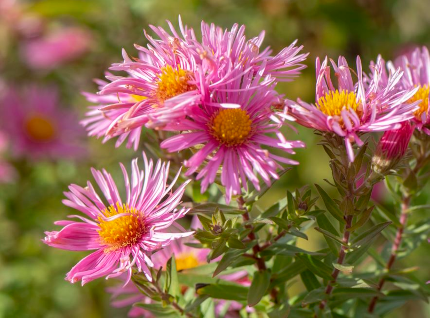 Asters