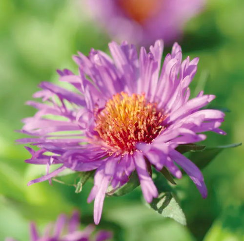 Asters