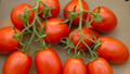 Roma Tomato Plant